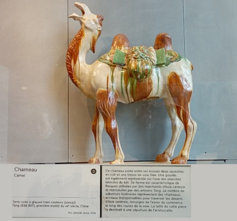 IMG_20260224_Tang camel.jpg