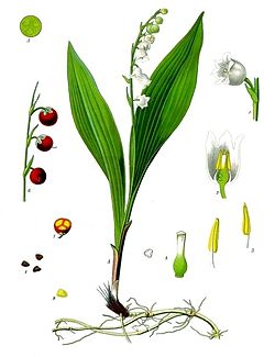 250px-Convallaria_majalis_-_Köhler–s_Medizinal-Pflanzen-045.jpg